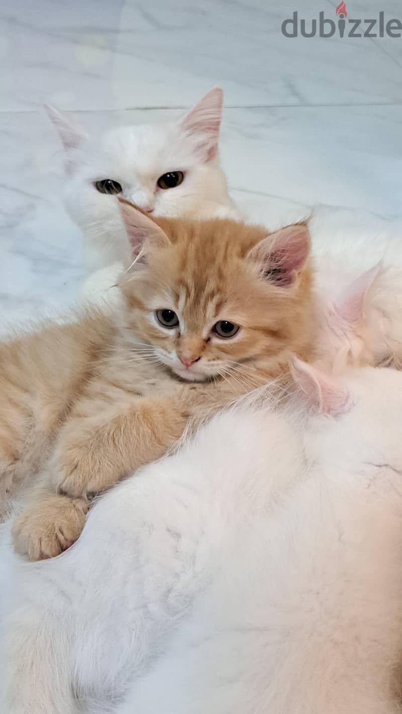 2 months old kitten for sale 2