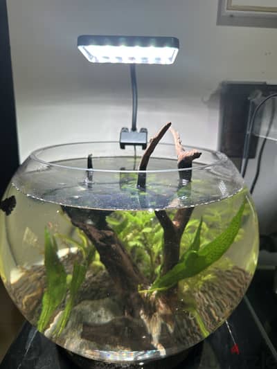 Aquarium bowl big size