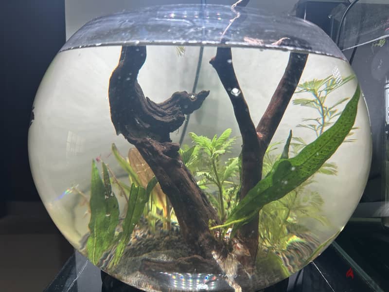 Aquarium bowl big size 1