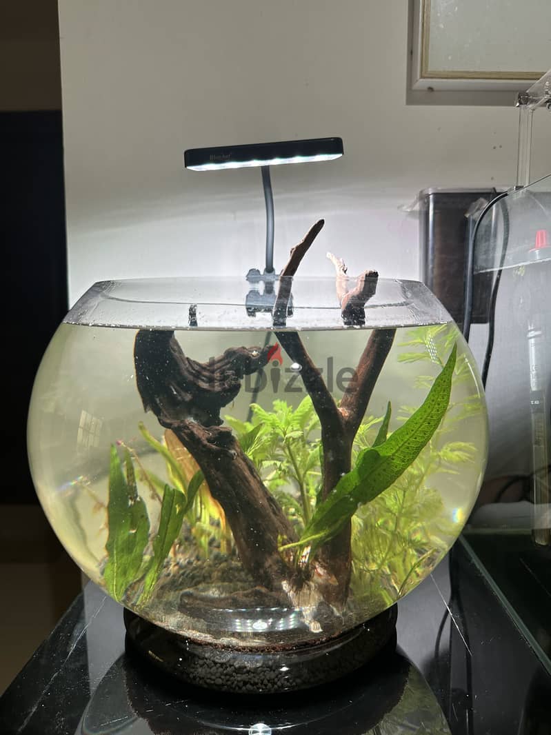 Aquarium bowl big size 2