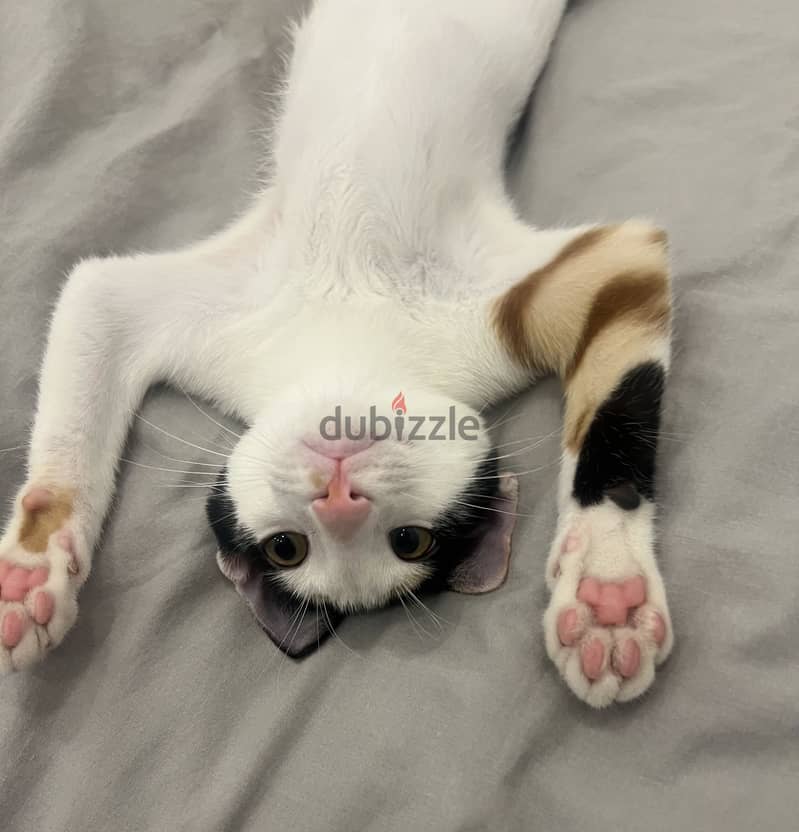 Cat adoption 1