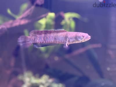 Blue pulchra snakehead for sale