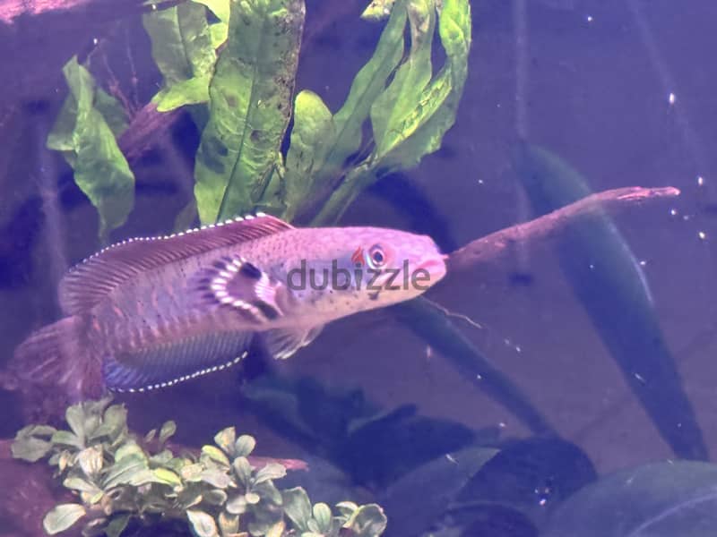 Blue pulchra snakehead for sale 1