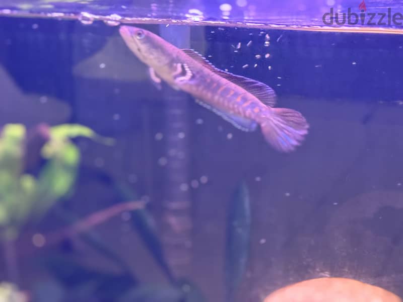 Blue pulchra snakehead for sale 2