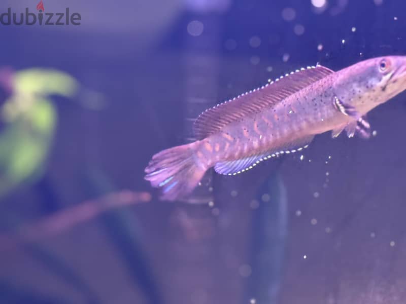 Blue pulchra snakehead for sale 3