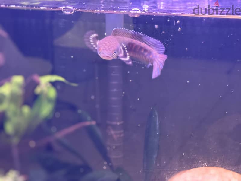 Blue pulchra snakehead for sale 4