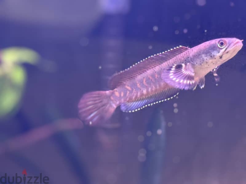 Blue pulchra snakehead for sale 5