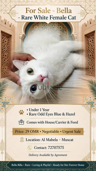 للبيع قط يرجع أصله من سلالة تركية   cats originating from Turkishbreed