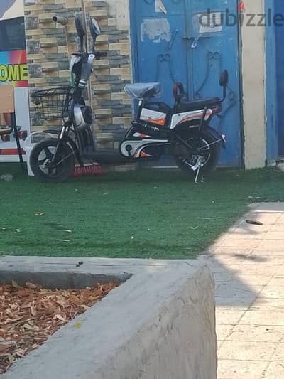 scoter