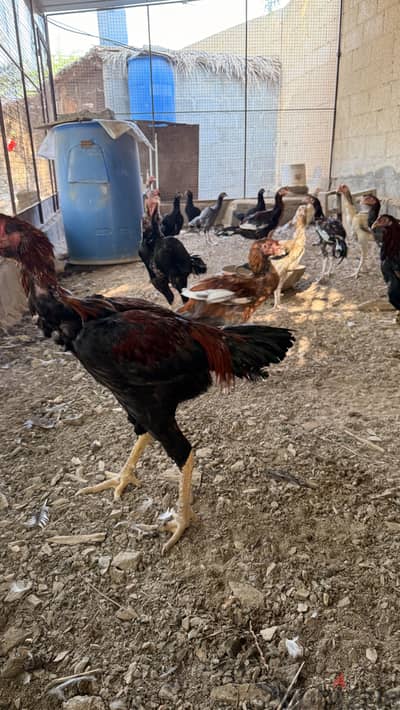 دجاج باكستاني