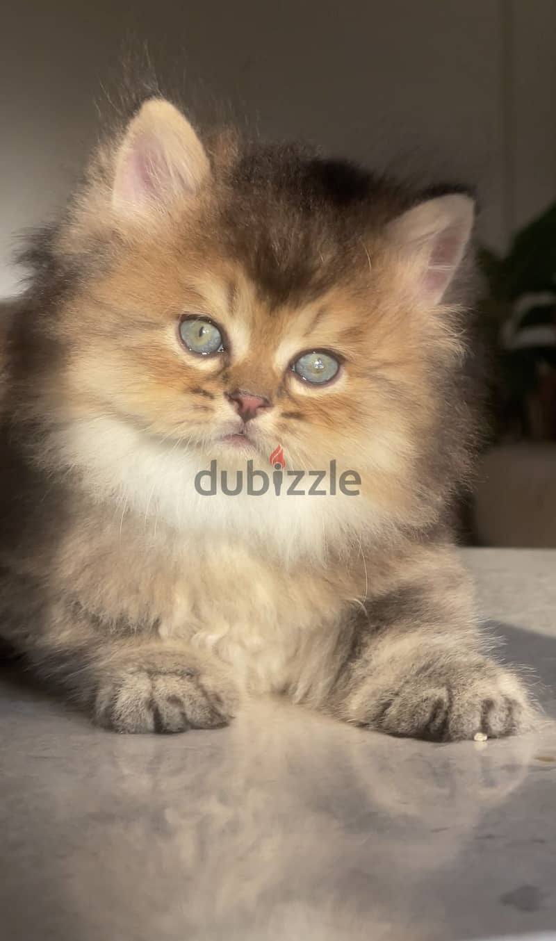 سكوتش 4