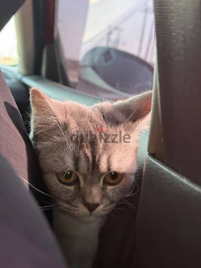 بيعه مستعجله وفررصه قطه سكوتش ستريت سيلفر شيدد