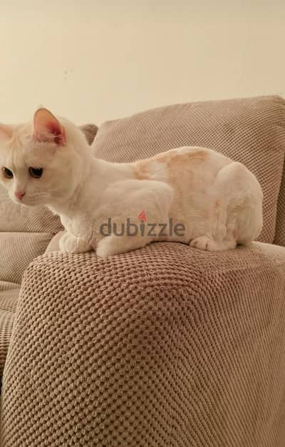 cat for adoption
