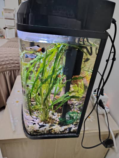 Fish Tank.