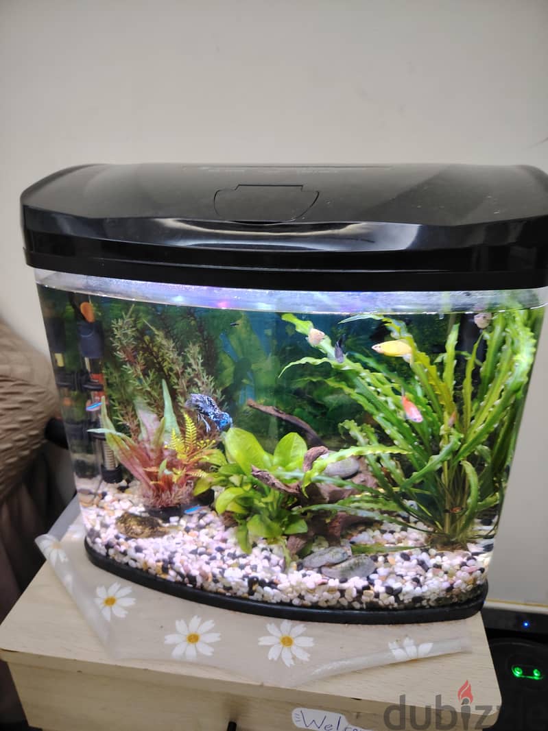 Fish Tank. 2