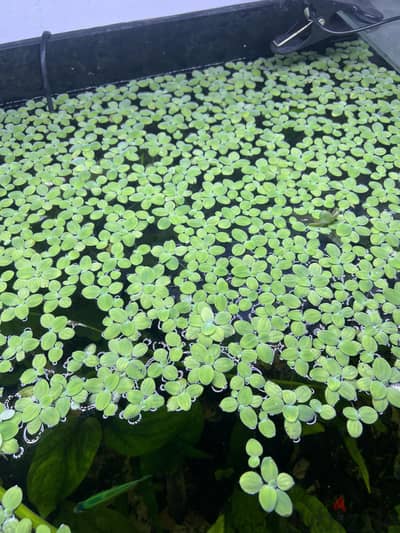 Floating plants