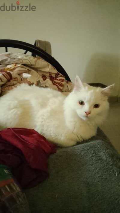 cats and kittens for sale