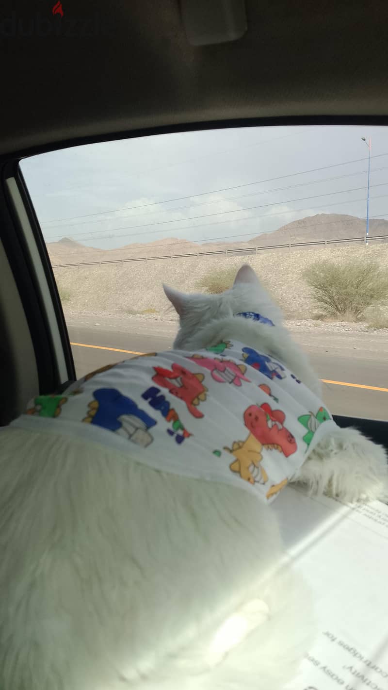 cats and kittens for sale 13