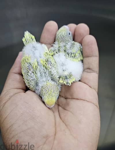 budgies hand feeding babies for sale