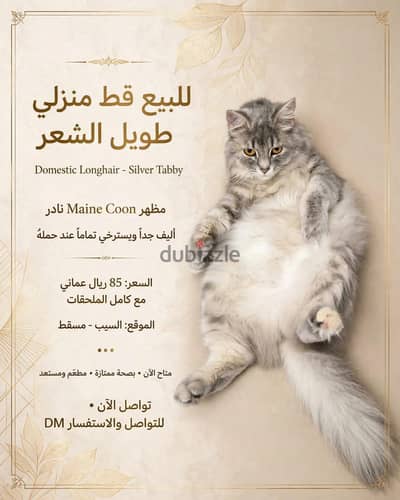 للحصول على منزل محب قطة شيرازية مون فيس ألية ونظيفة