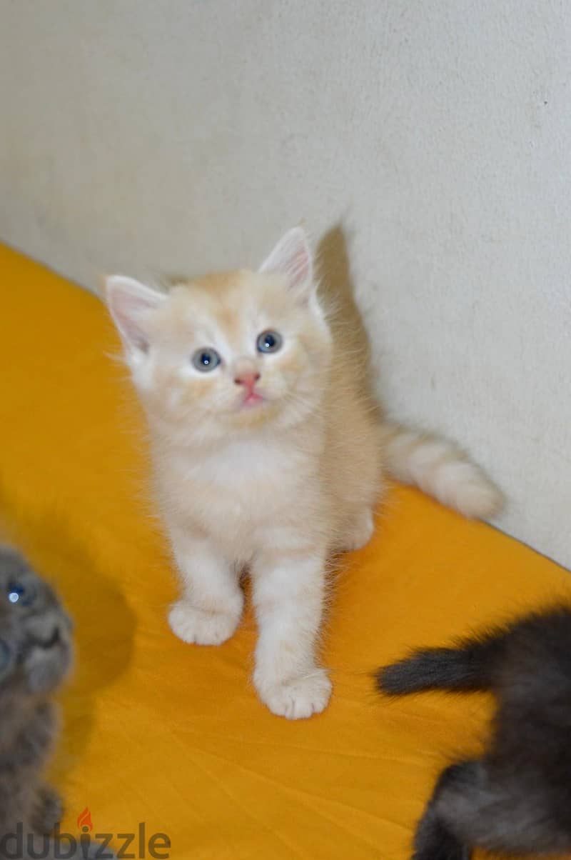 Turkish / Persian kittens available. . 1.5 months. . playful and active 1