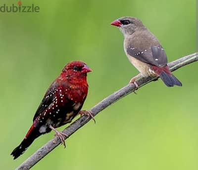 strawberry finches pair for sale