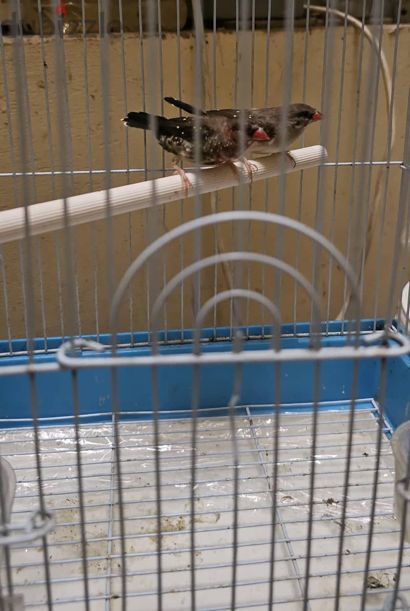 strawberry finches pair for sale 1