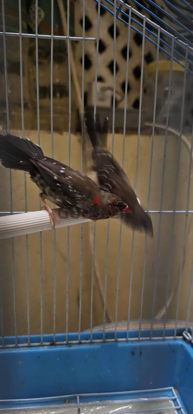 strawberry finches pair for sale 2