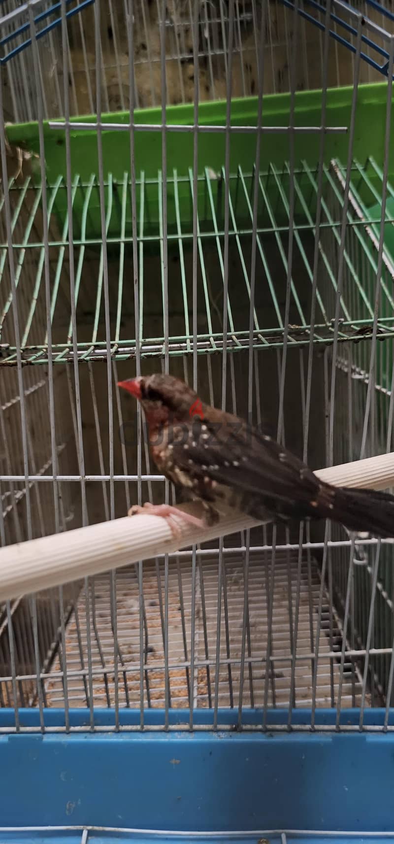 strawberry finches pair for sale 3