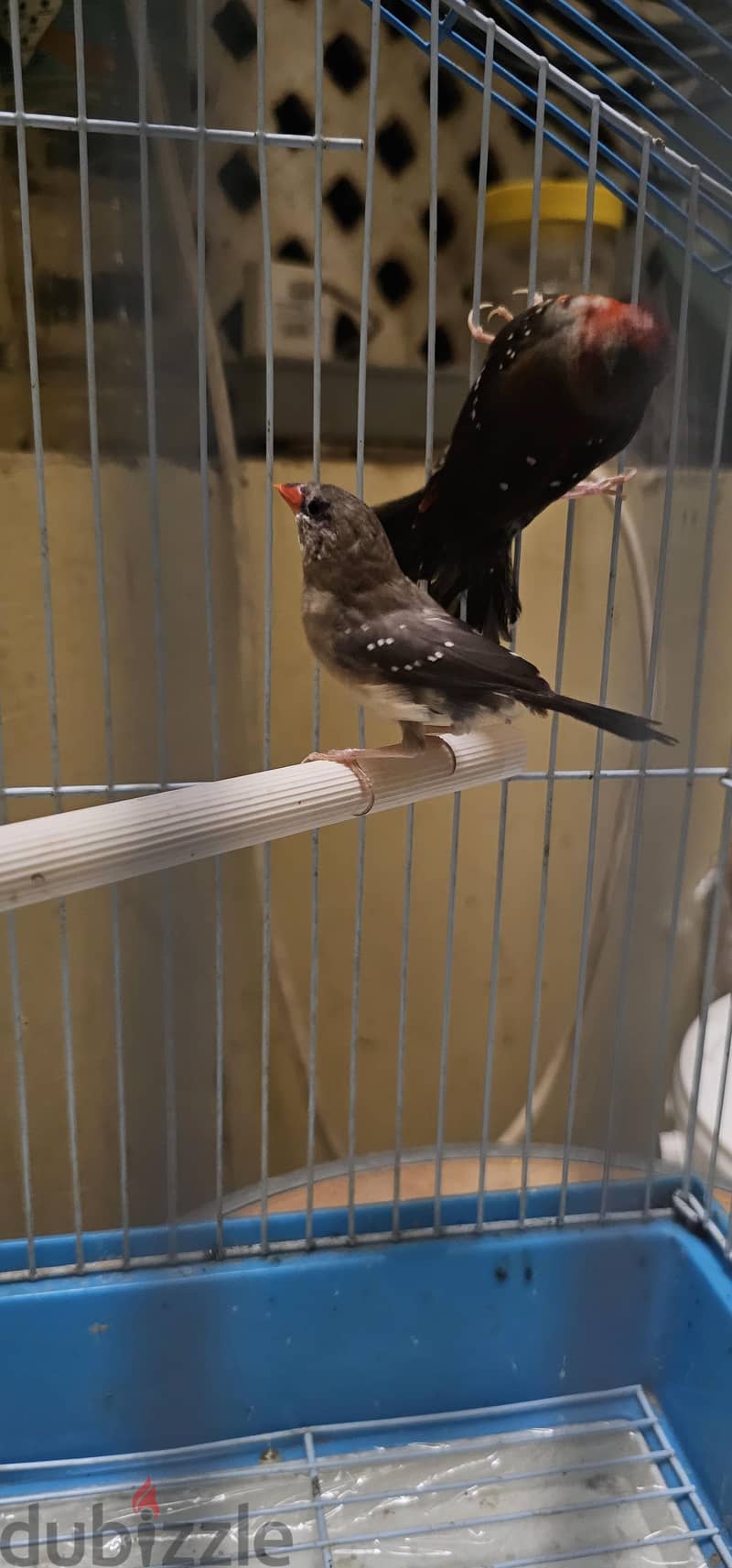strawberry finches pair for sale 5