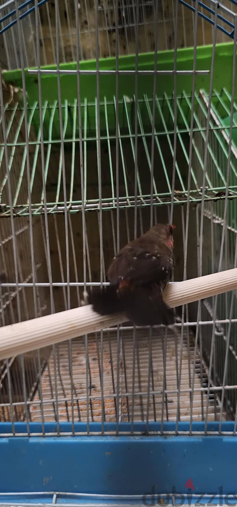 strawberry finches pair for sale 7