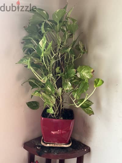 Pots with plants