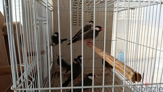 breeding pair sll