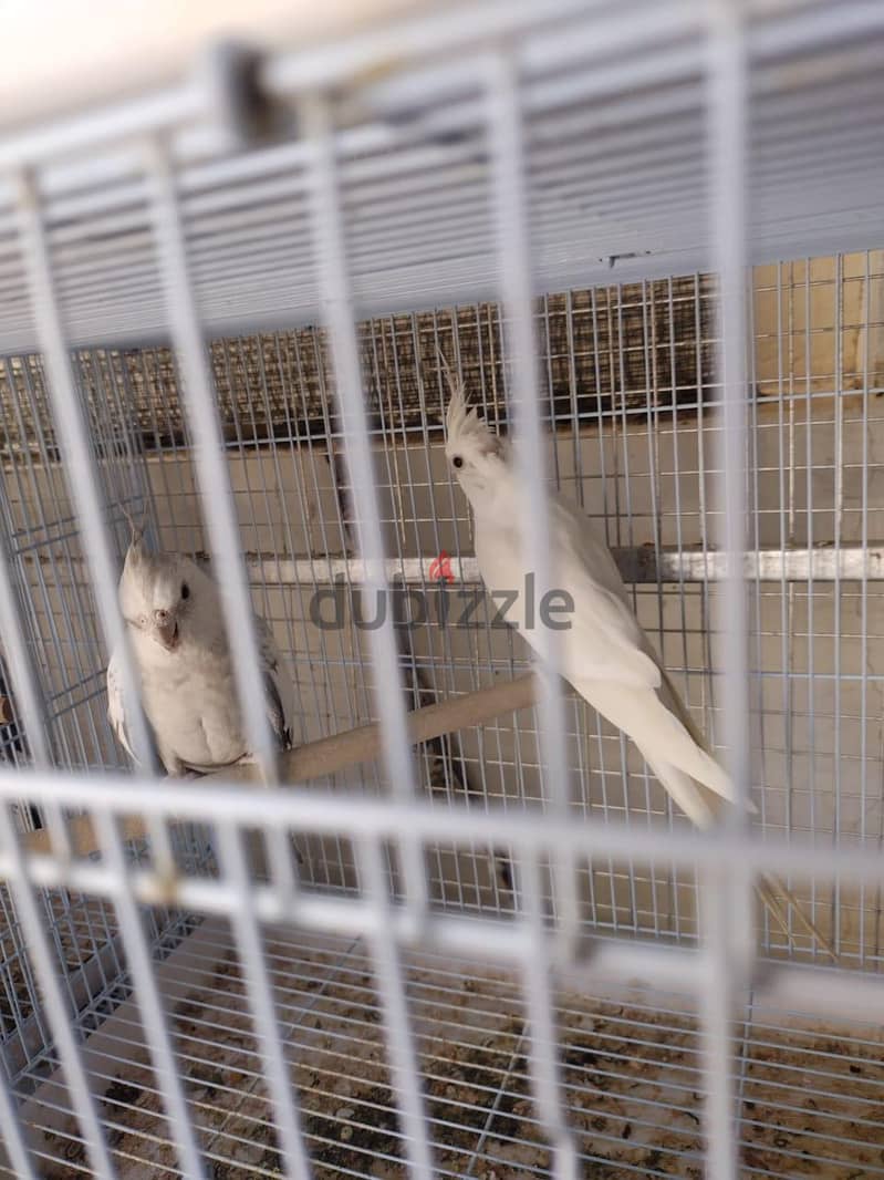 breeding pair sll 1