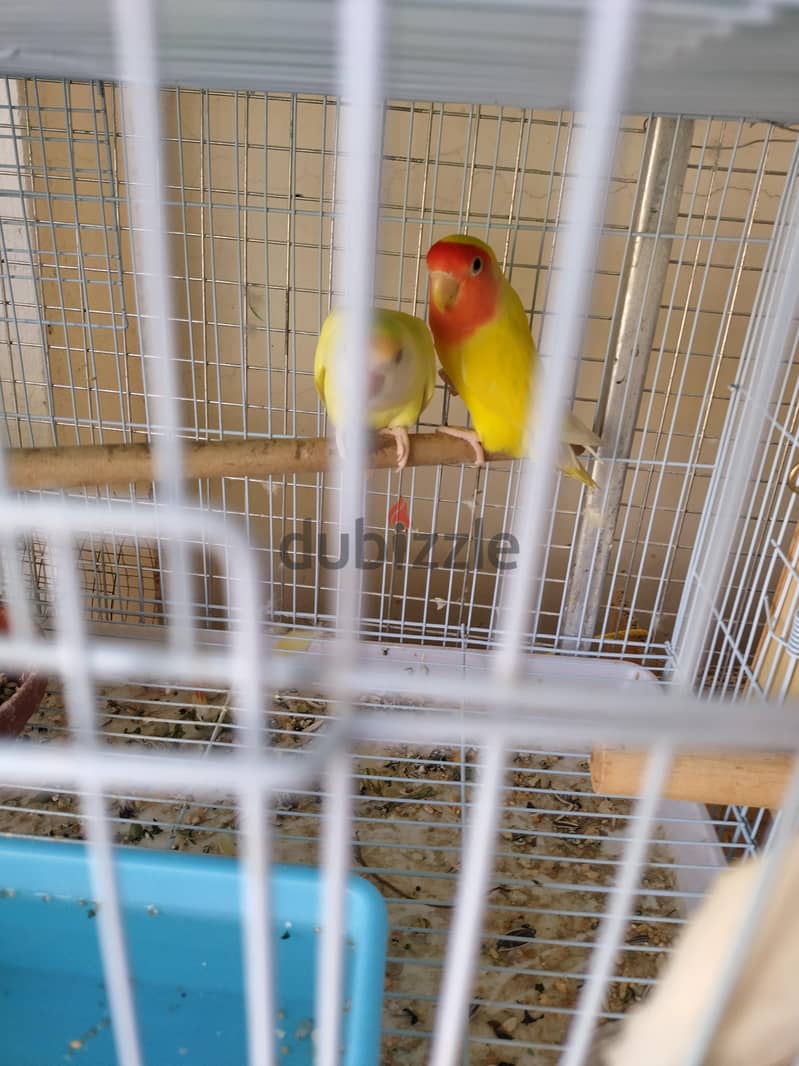 breeding pair sll 3