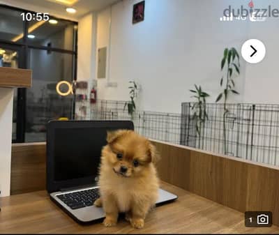 pomeranian puppy