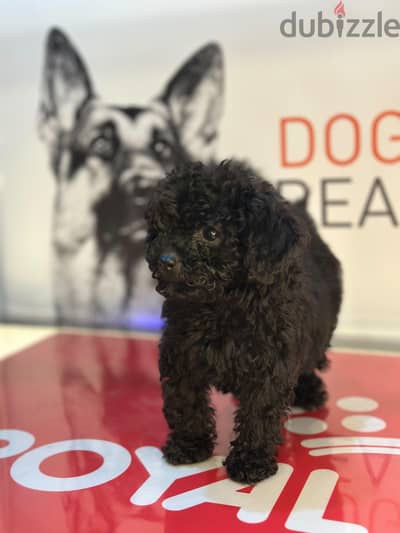poodle puppy