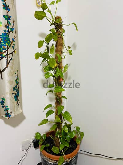 Money plant with big pot