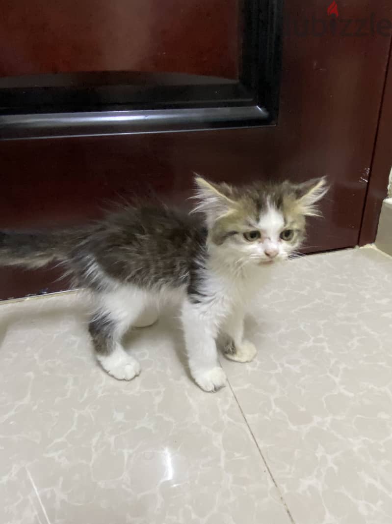 Domestic long hair persian 1