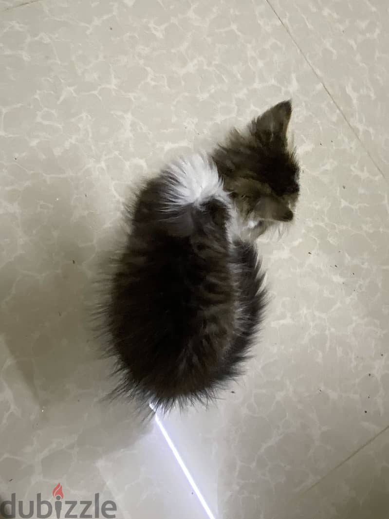 Domestic long hair persian 3