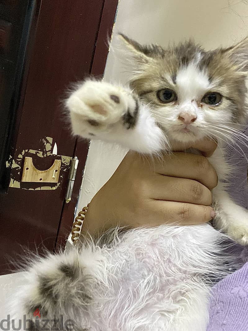 Domestic long hair persian 4
