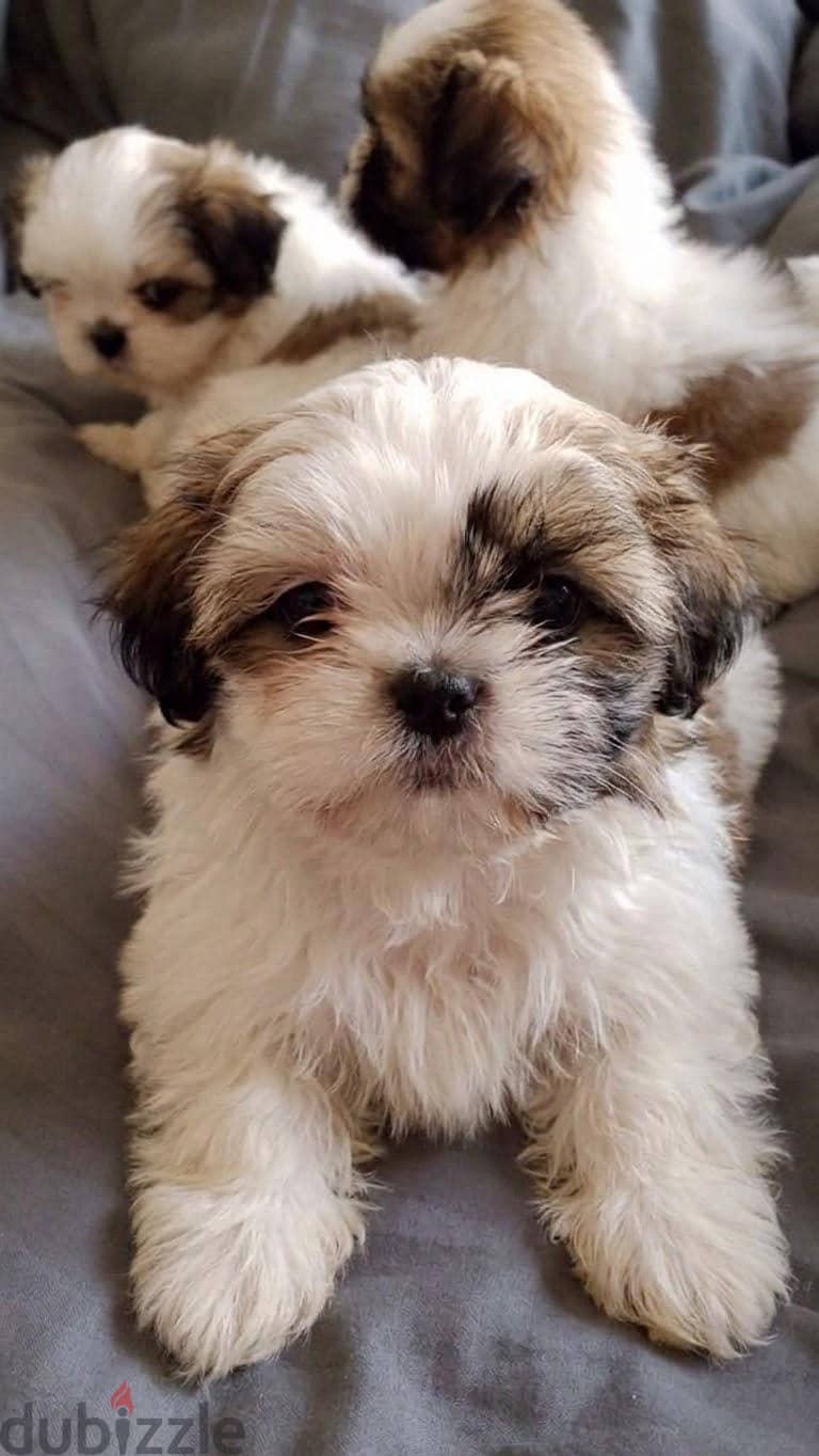 Shih Tzu puppies. 5
