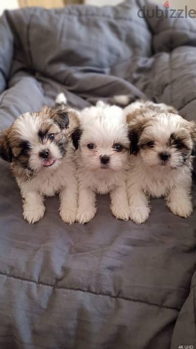 Shih Tzu puppies.