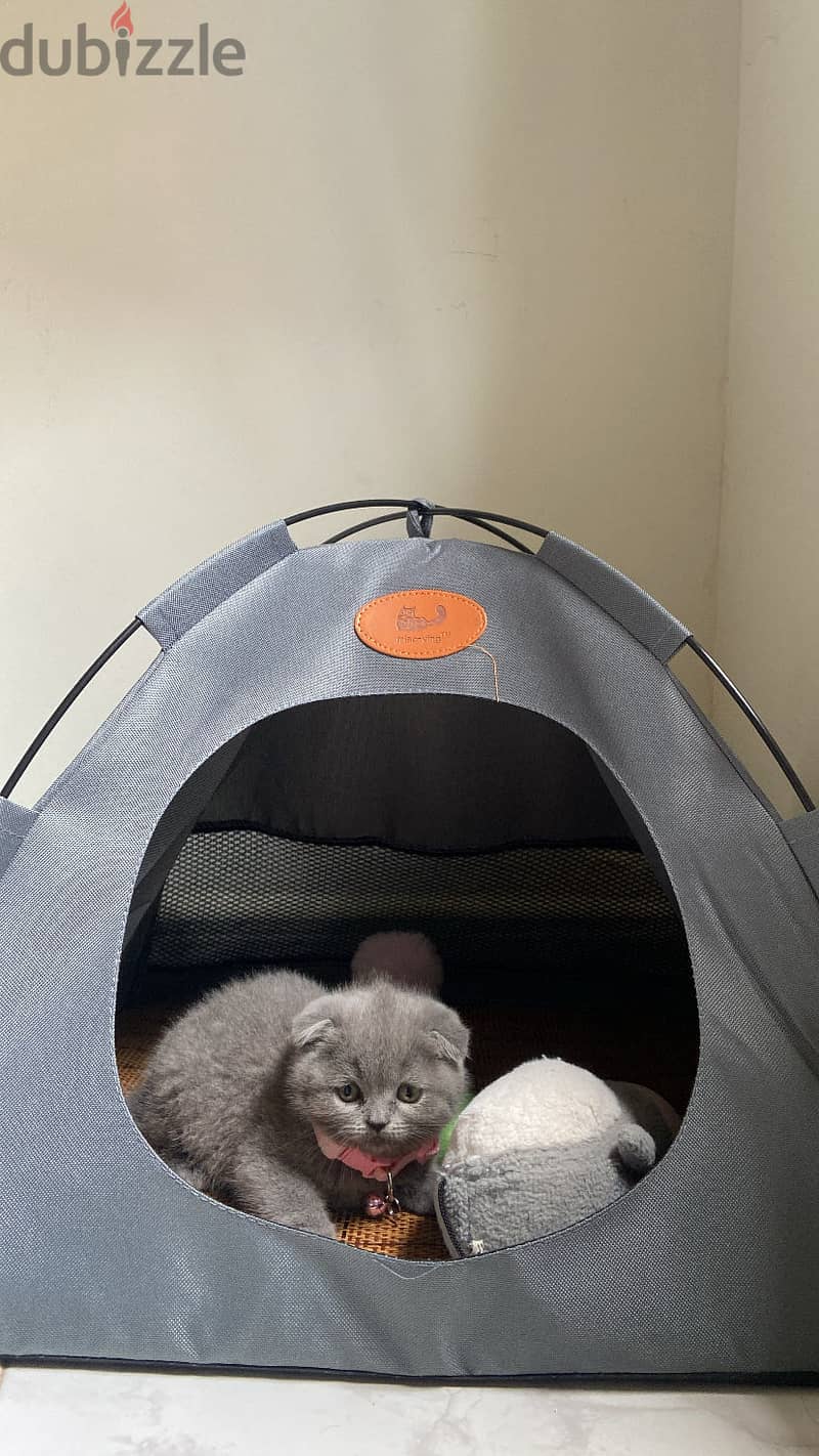 Scottish fold kittens for sale 1