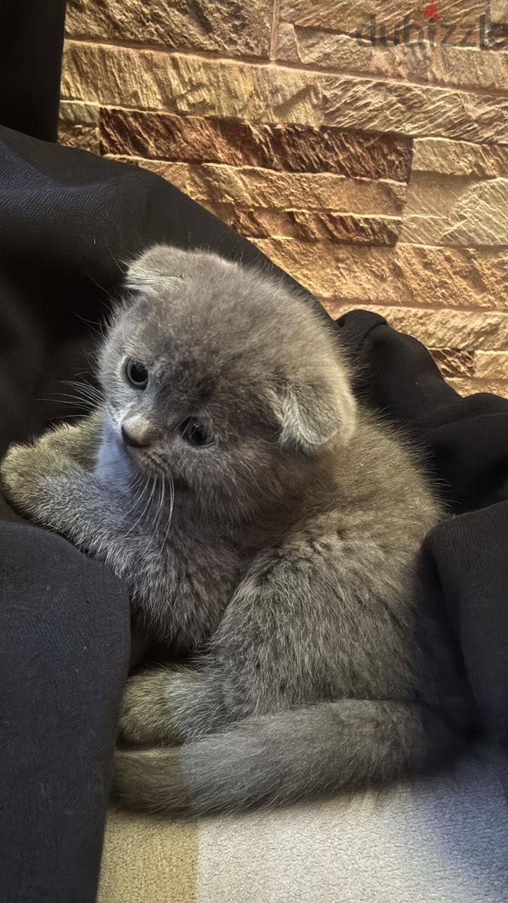 Scottish fold kittens for sale 3