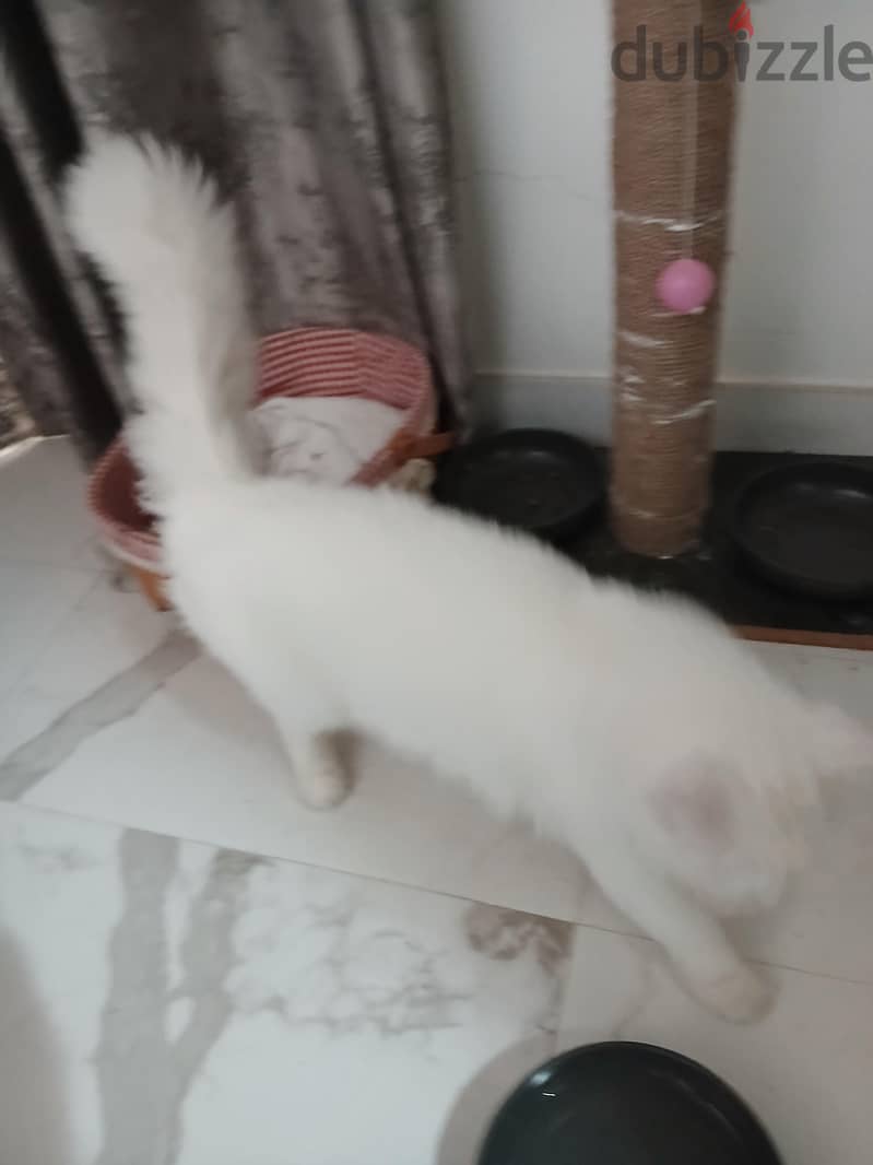 white persian angkora mix 1