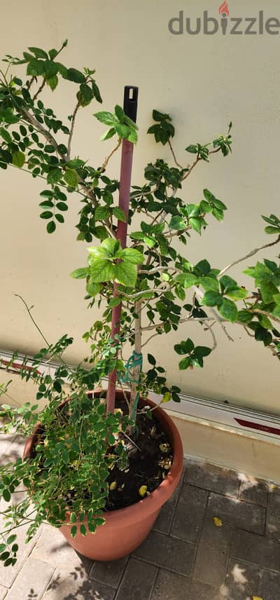 Indoor and Outdoor Plants for sale