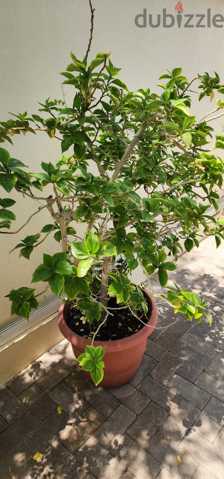 Indoor and Outdoor Plants for sale 1