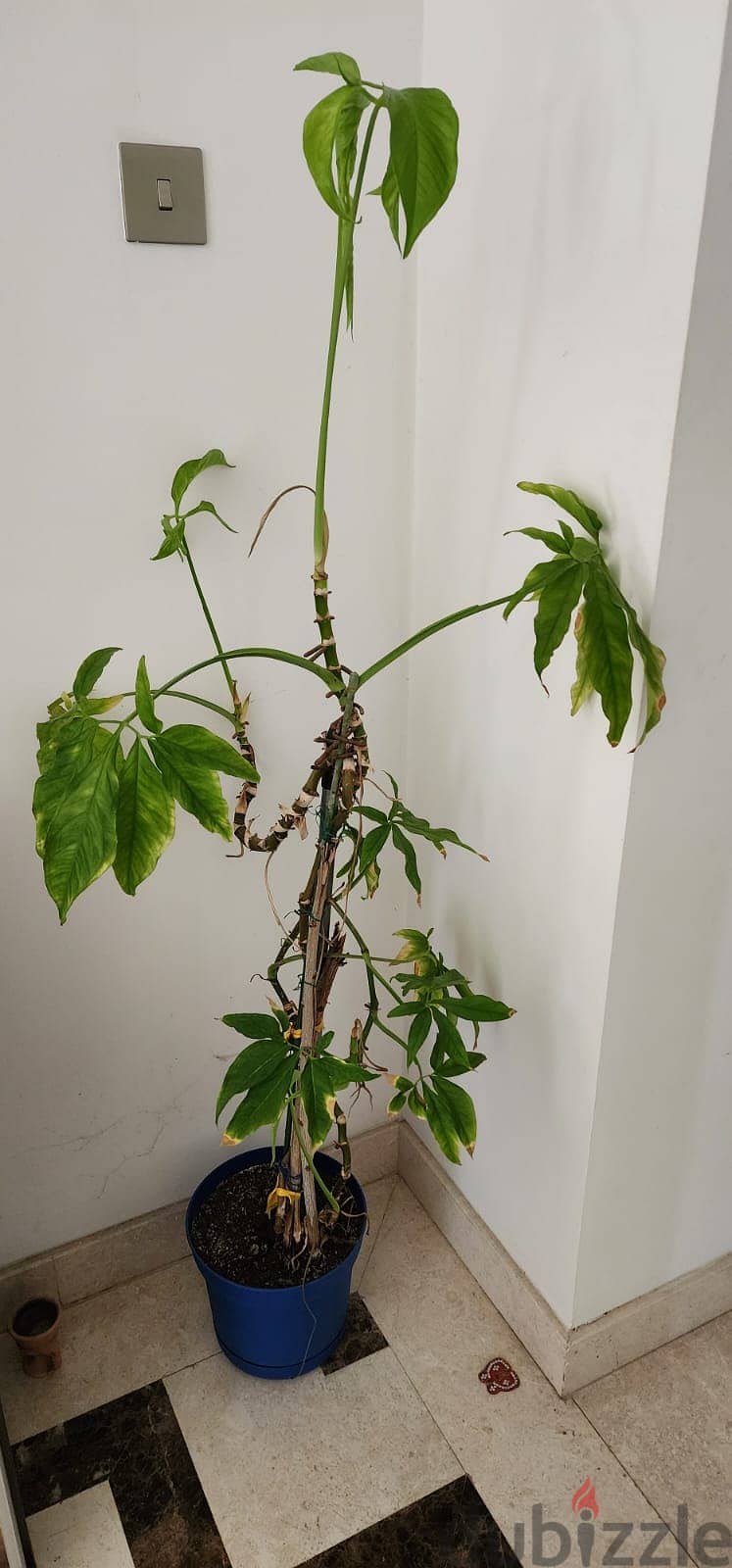 Indoor and Outdoor Plants for sale 2