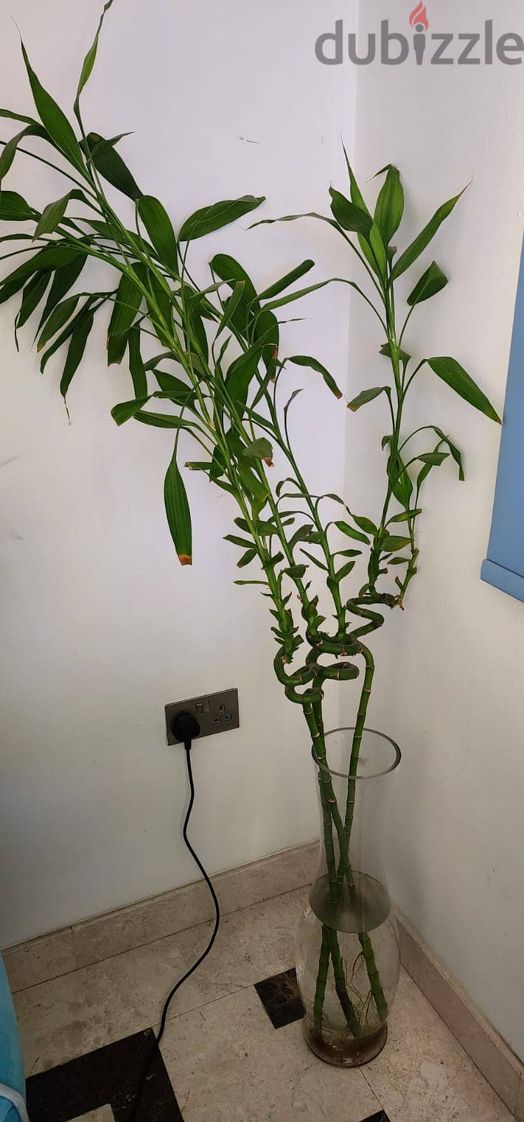 Indoor and Outdoor Plants for sale 3